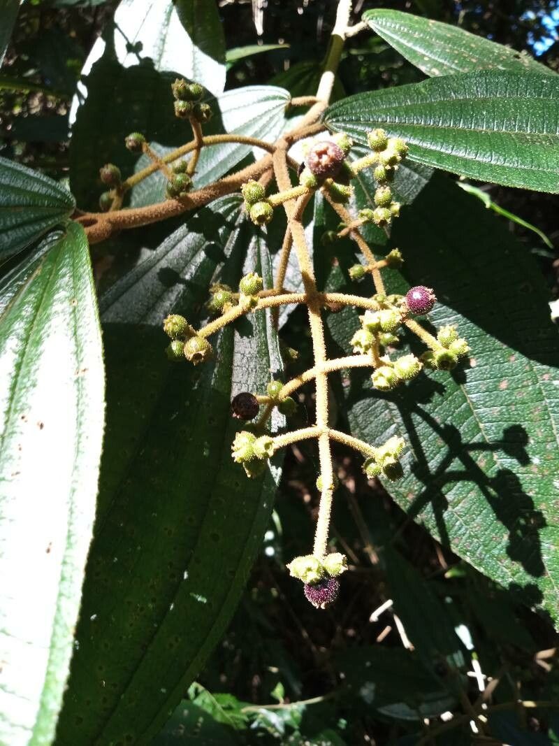 Miconia xalapensis fruit