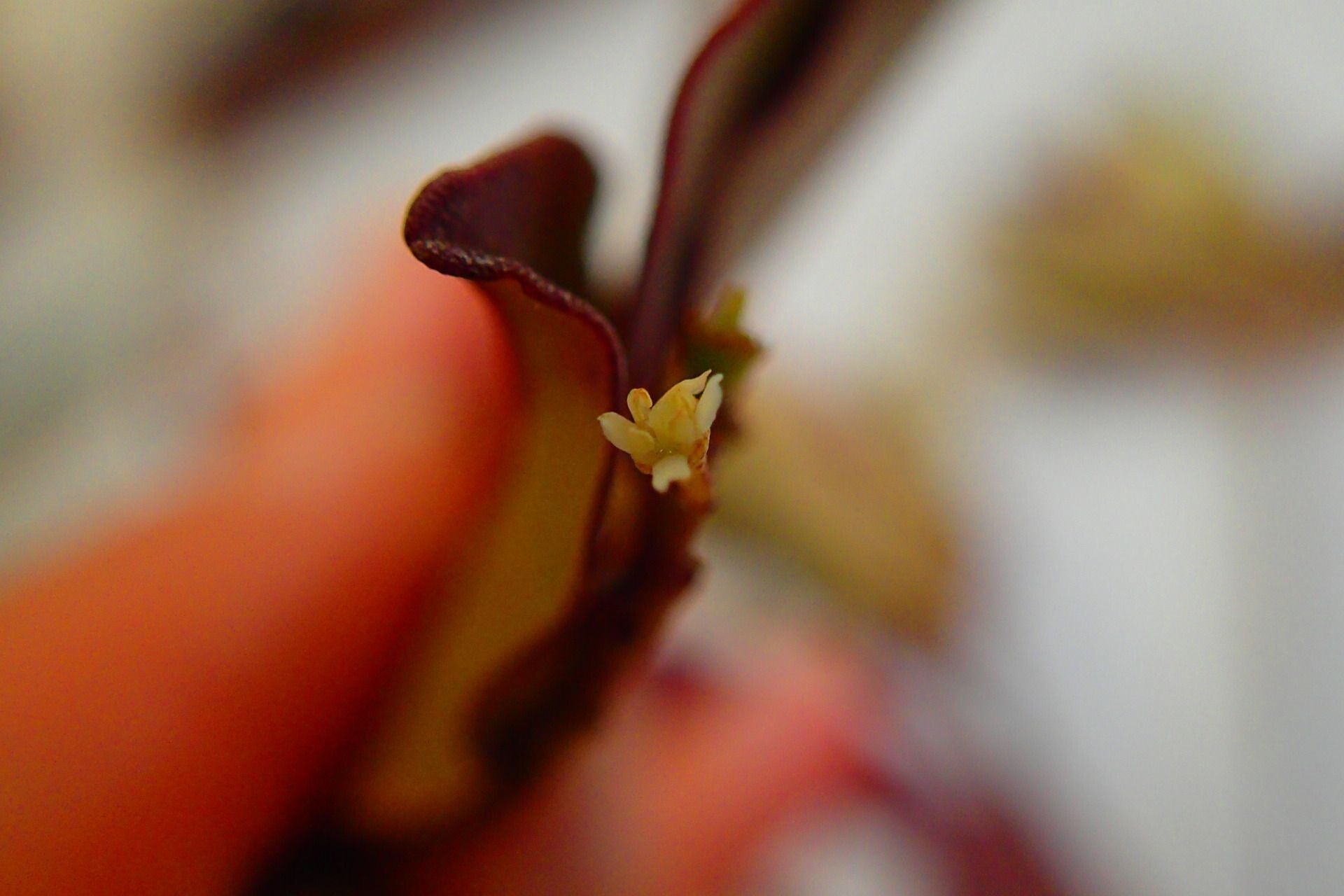 Quintinia media flower