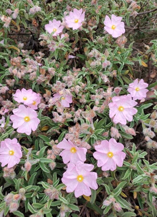 Cistus parviflorus flower