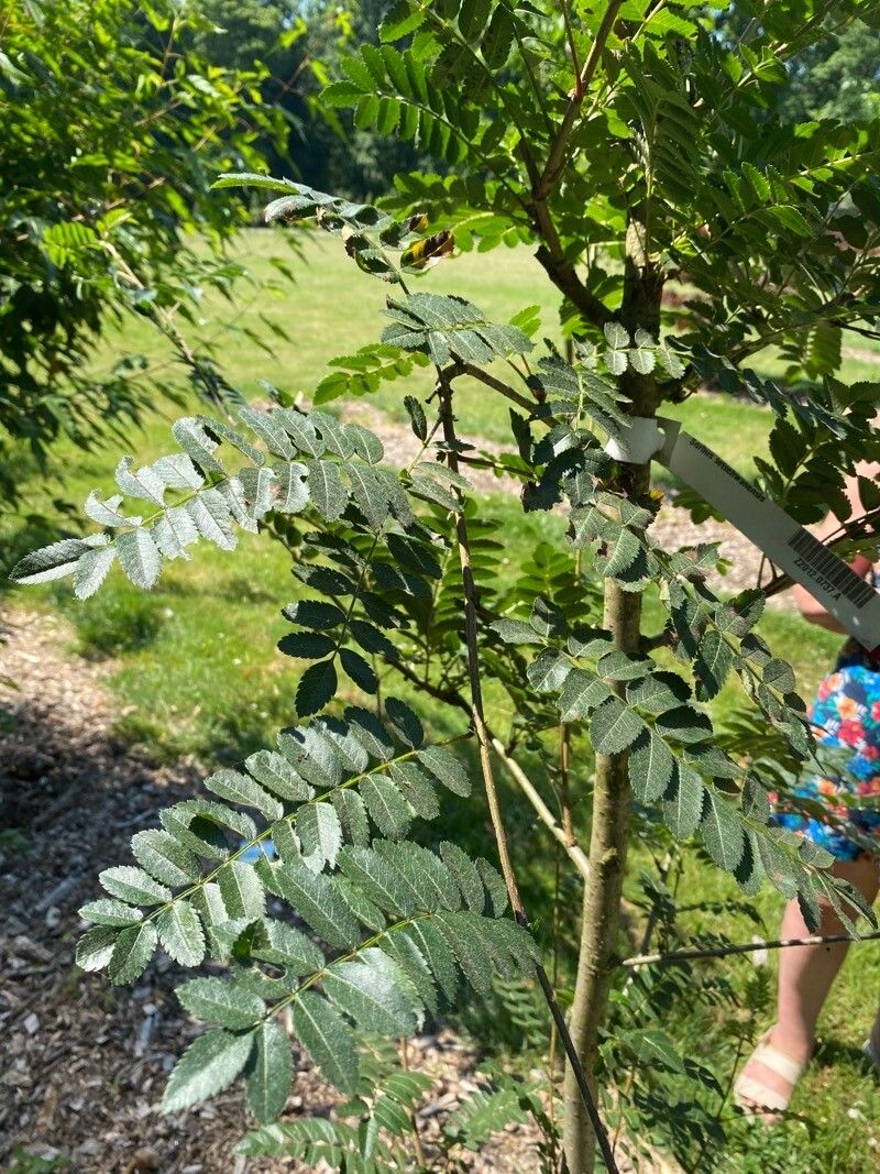 Sorbus setschwanensis — houseplant care guide