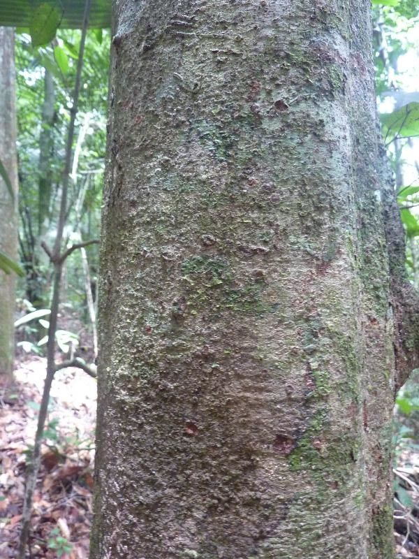 Tachigali melanocarpa bark