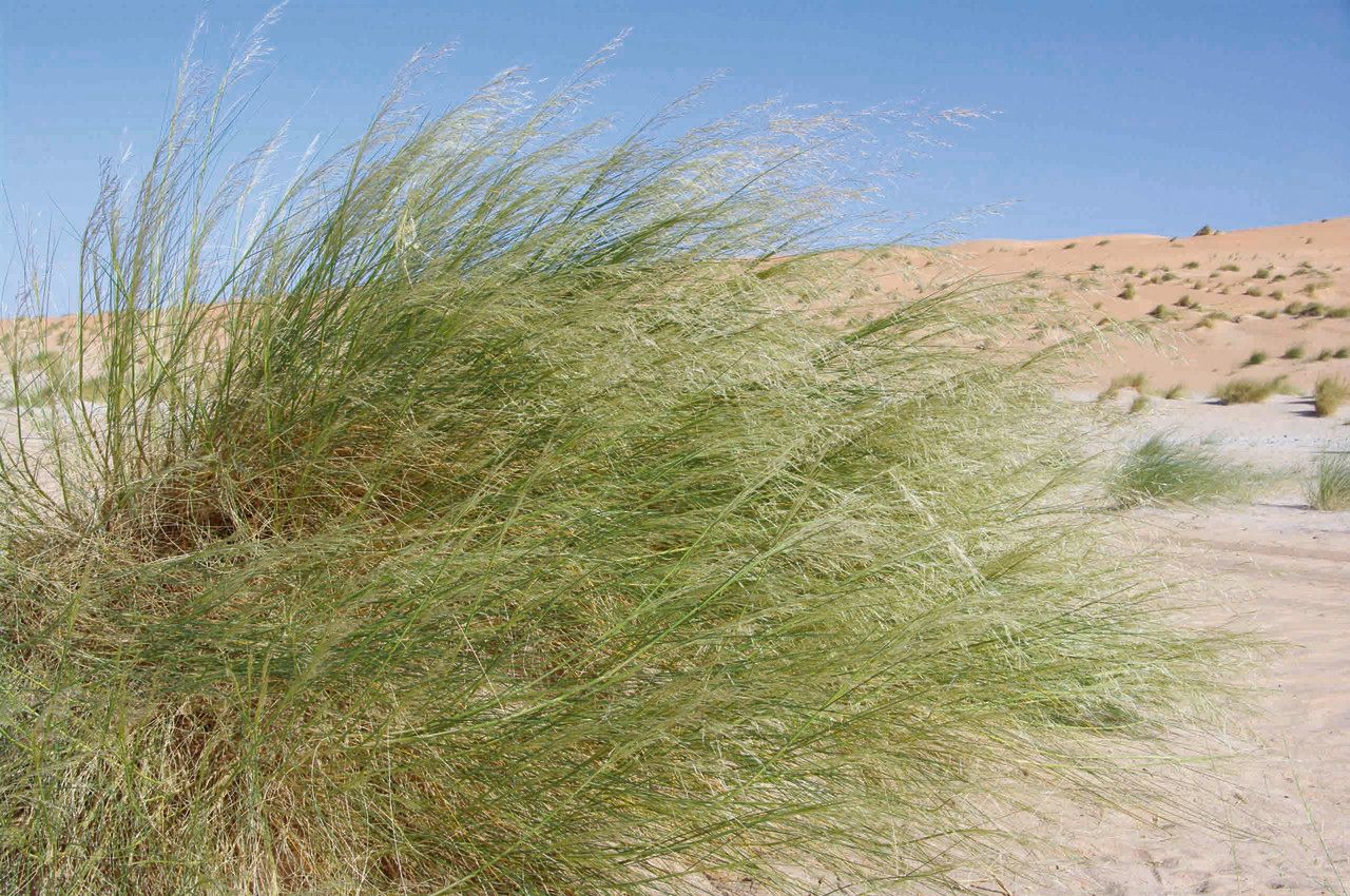 Stipagrostis vulnerans habit