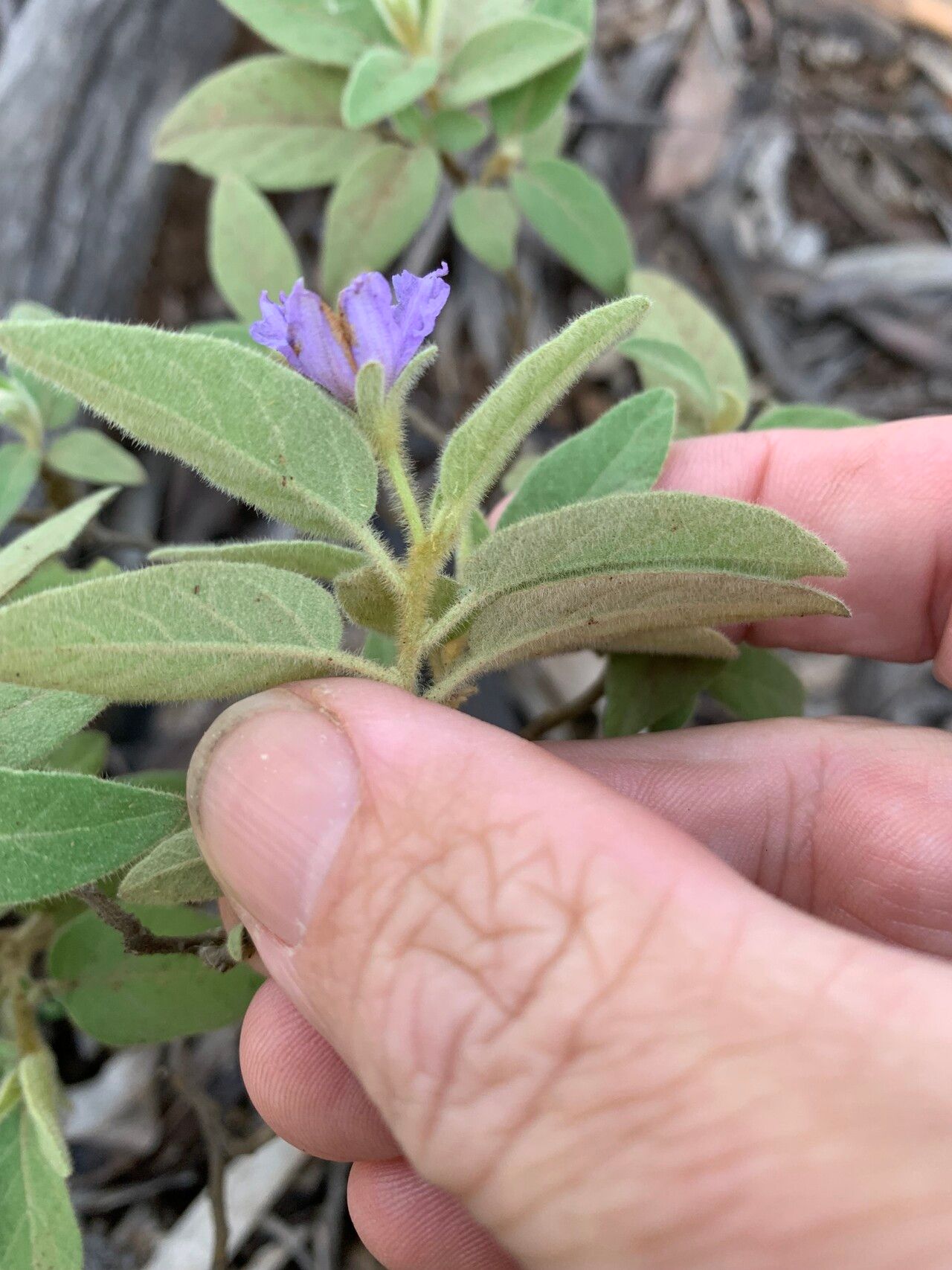 Solanum johnsonianum — houseplant care guide