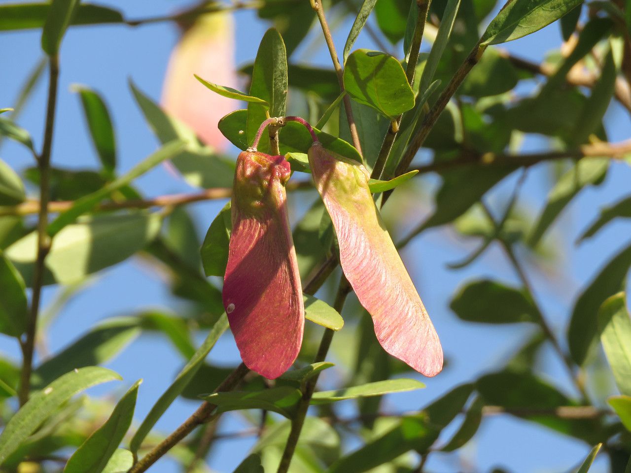 Securidaca longipedunculata fruit