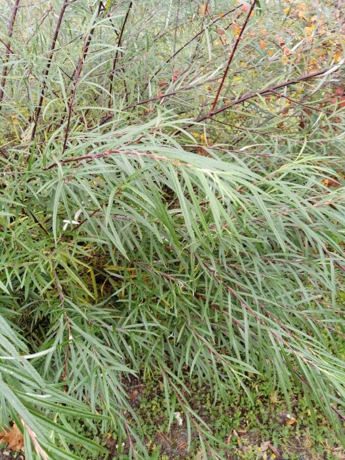 Salix rosmarinifolia leaf