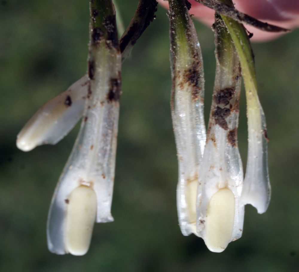 Isoetes histrix flower