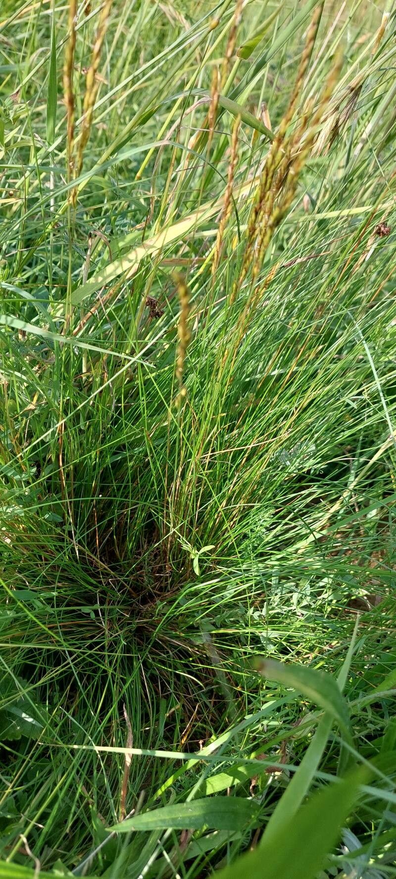 Festuca rupicola habit