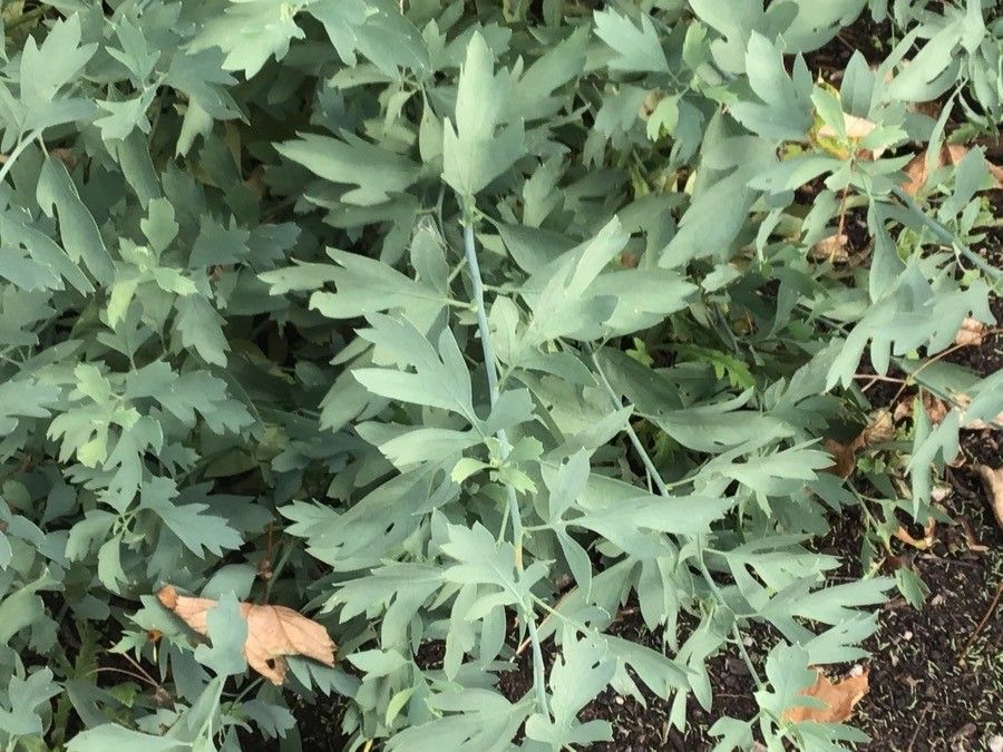 Papaver atlanticum — search result for 'Algeria'