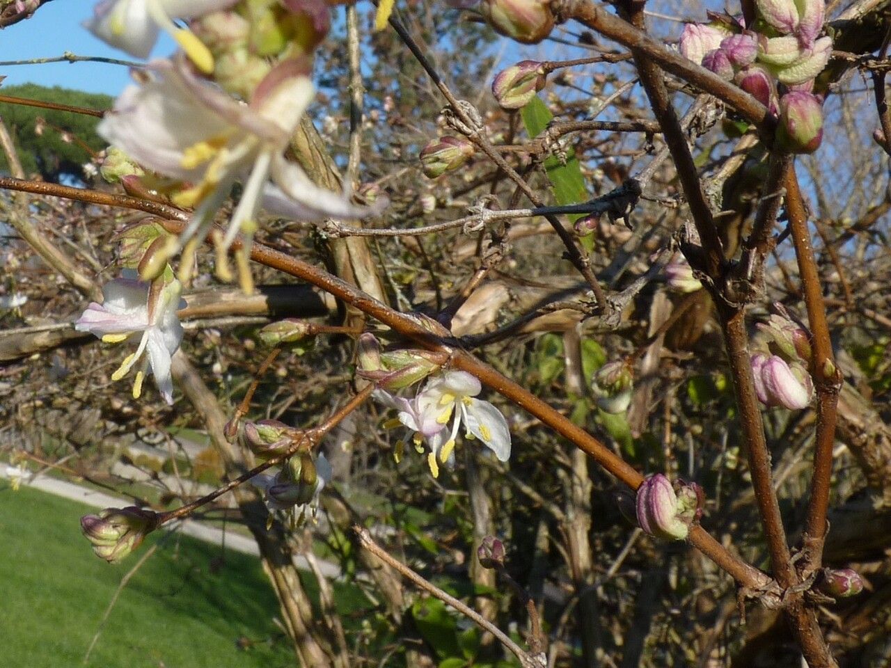 Lonicera standishii bark
