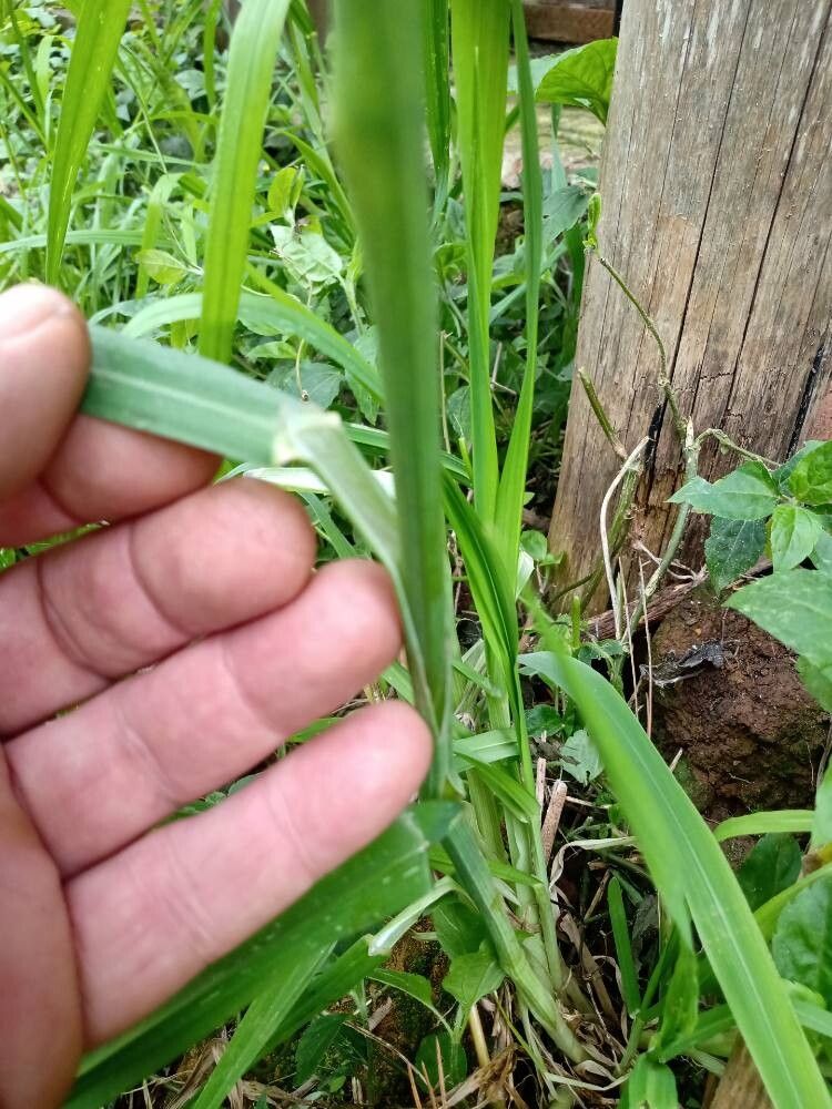 Bromus auleticus leaf