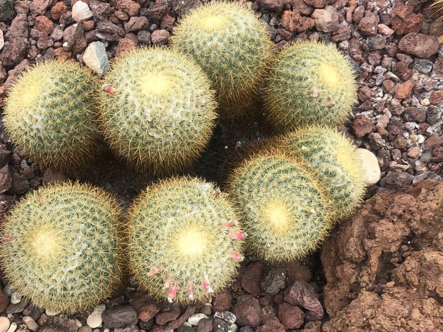 Mammillaria rhodantha leaf
