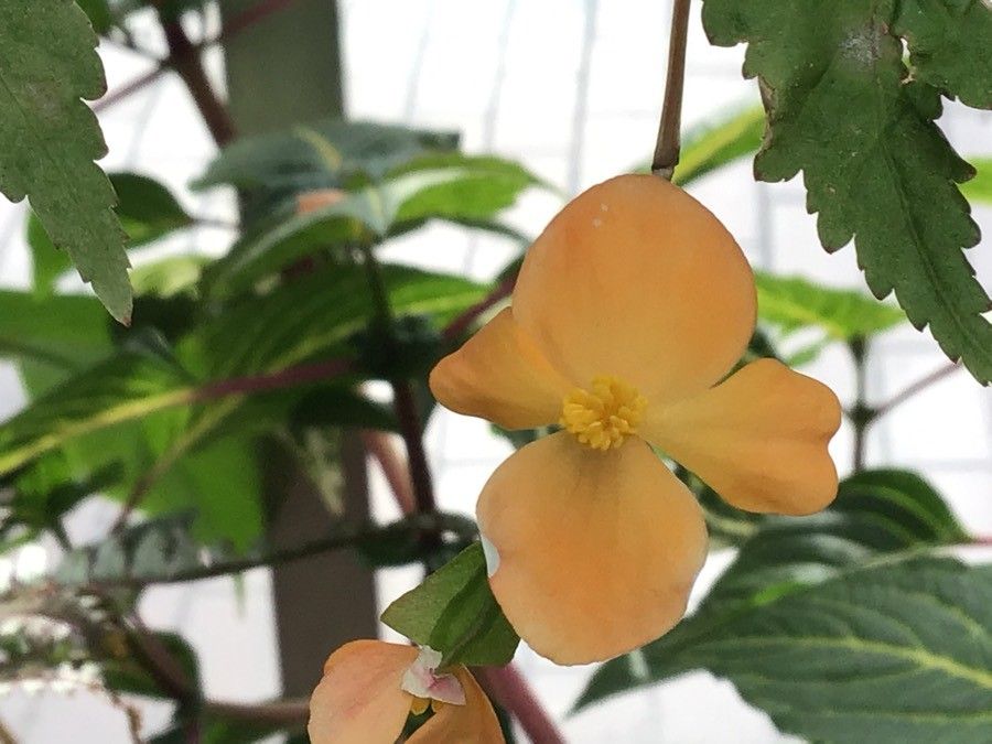 Begonia sutherlandii flower