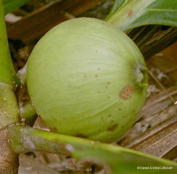 Guettarda eximia fruit