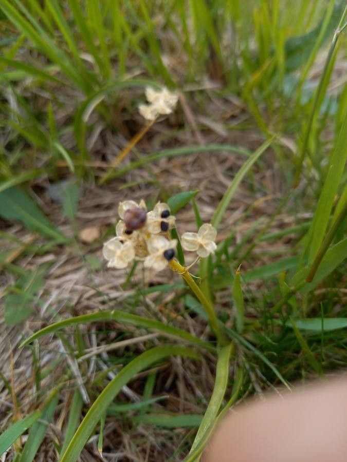 Tractema umbellata fruit