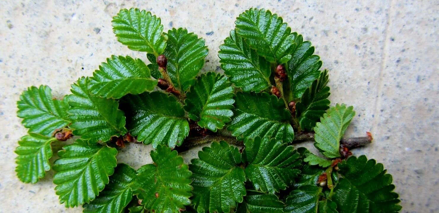 Nothofagus pumilio — search result for 'Nothofagus'