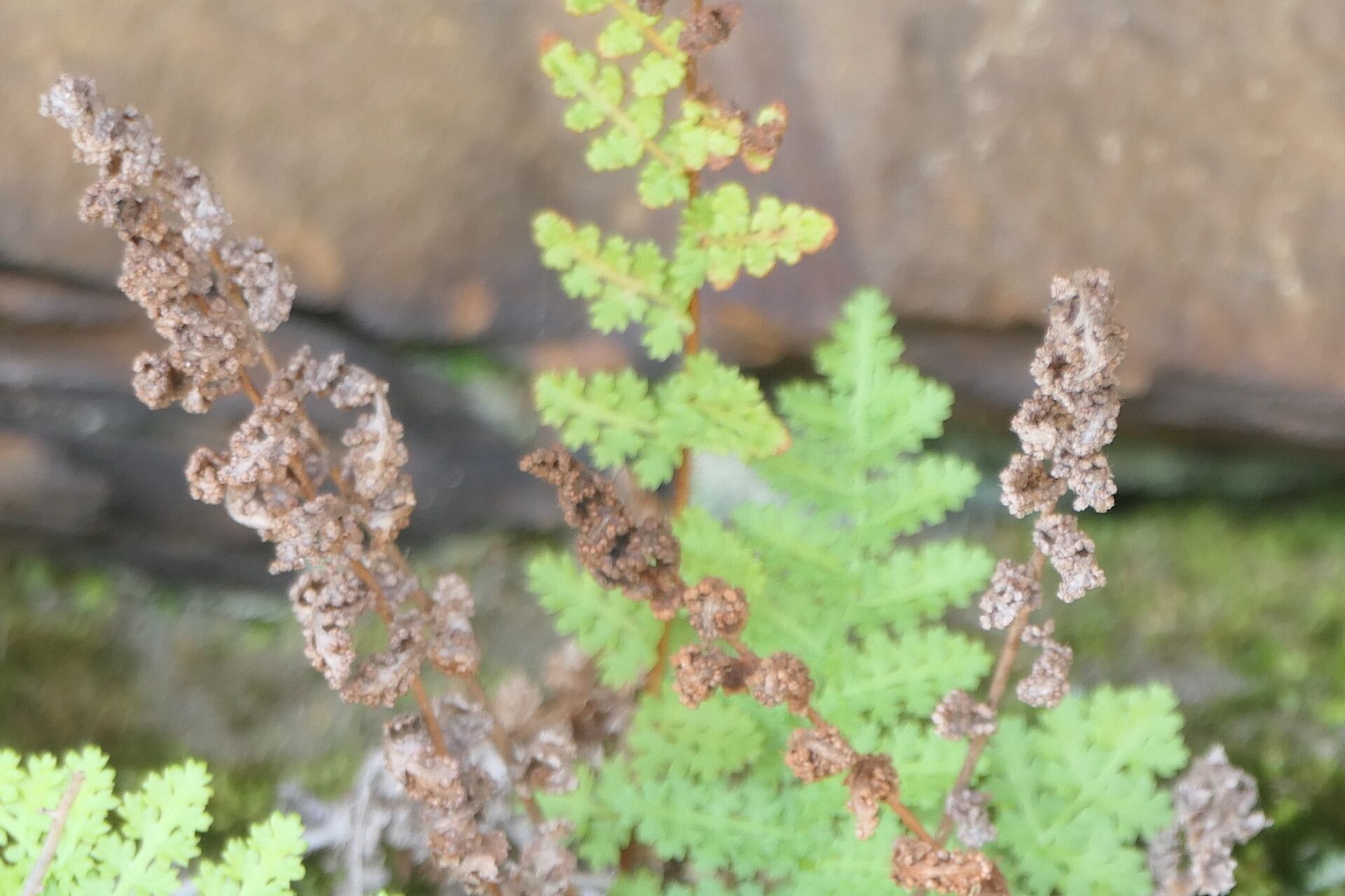 Anemia caffrorum — related species from the same genus