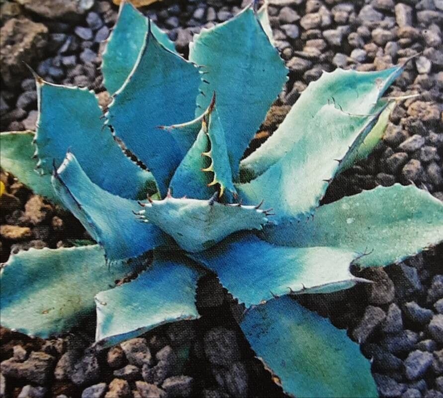 Agave vizcainoensis — houseplant care guide