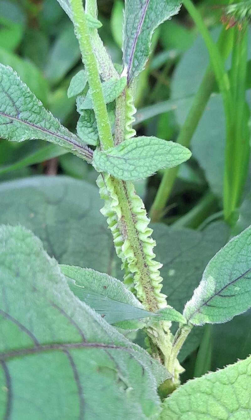 Solanum microdontum bark