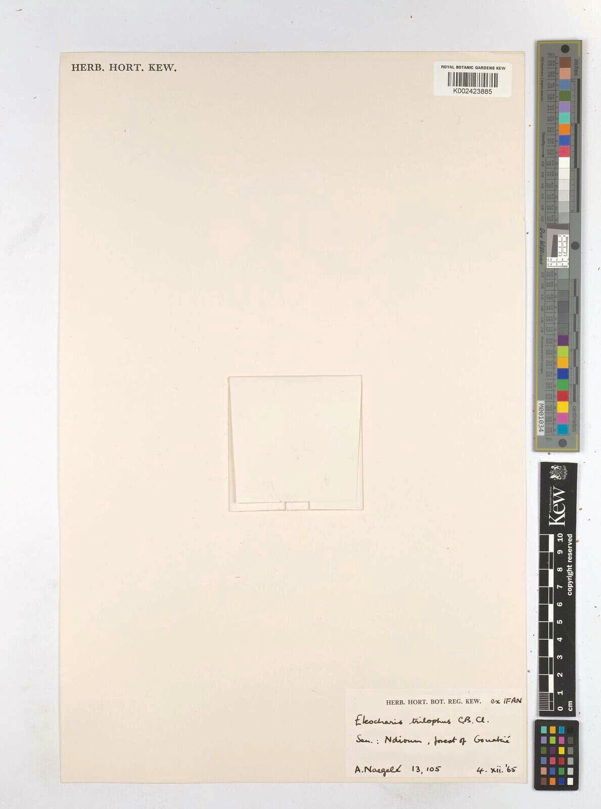 Eleocharis trilophus — search result for 'Eleocharis'