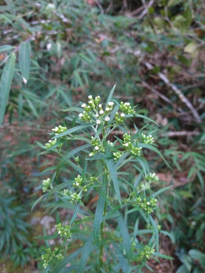 Baccharis pingraea flower