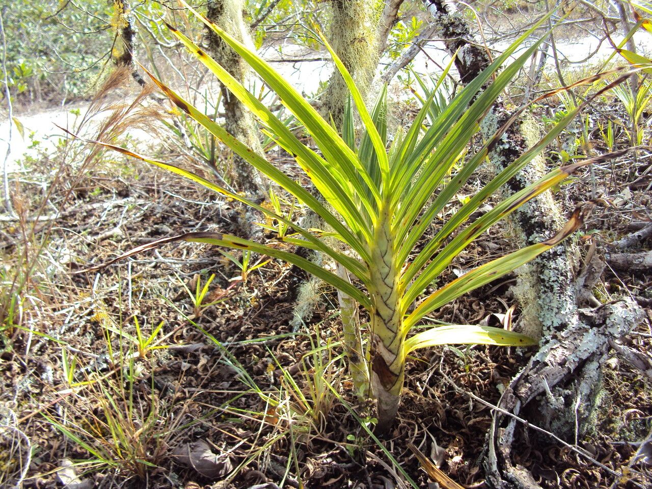 Cyrtopodium flavum habit