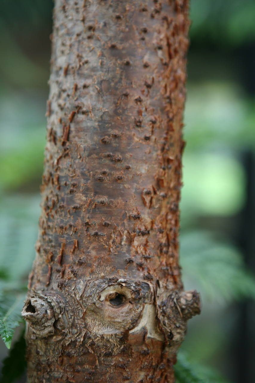 Araucaria biramulata bark