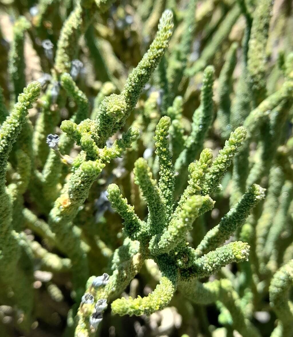 Fabiana bryoides leaf