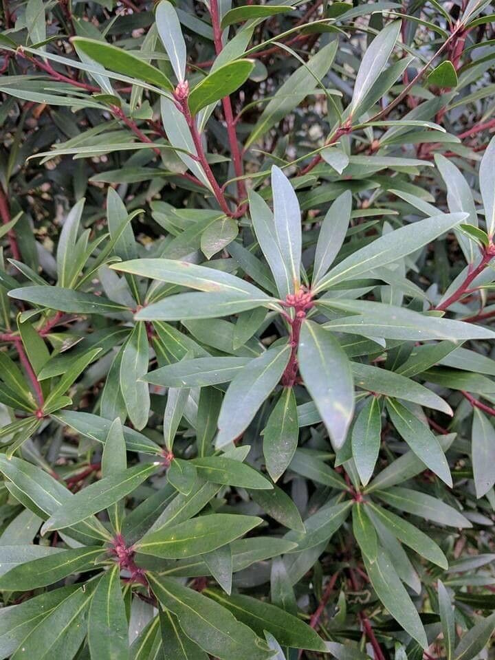 Tasmannia lanceolata leaf