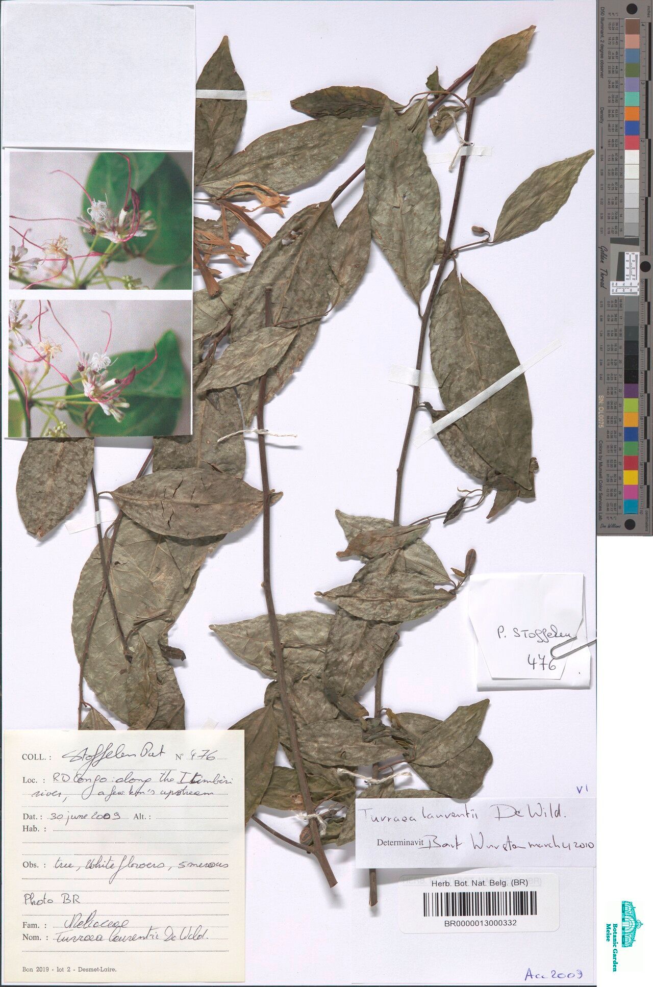 Turraea laurentii — houseplant care guide