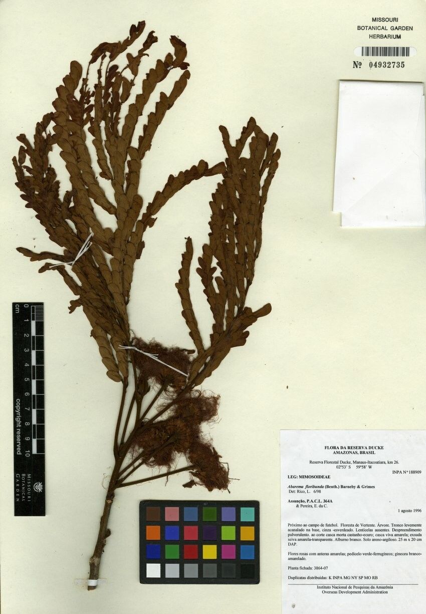 Jupunba floribunda — houseplant care guide