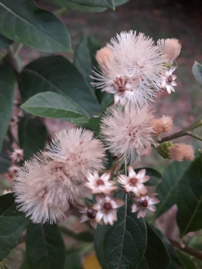 Vernonia amygdalina fruit