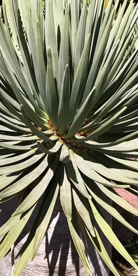 Dracaena cinnabari — search result for 'Yemen'