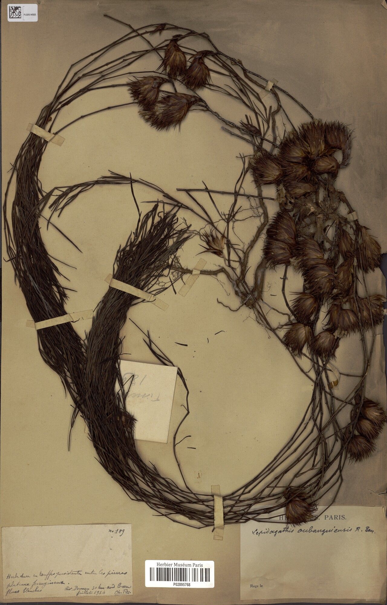 Lepidagathis oubanguiensis — houseplant care guide