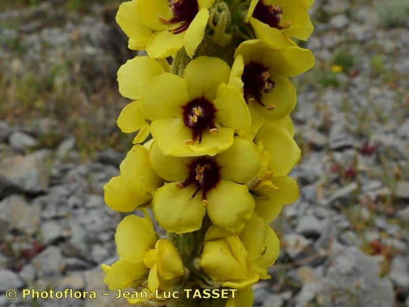 Verbascum charidemi flower