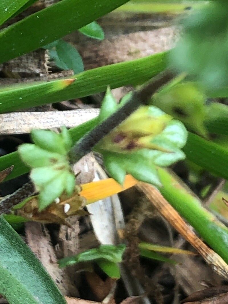 Euphrasia alpina leaf