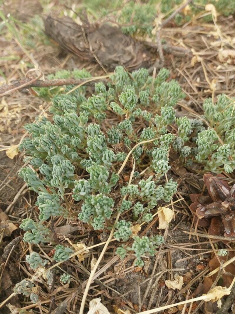 Sedum pallidum leaf