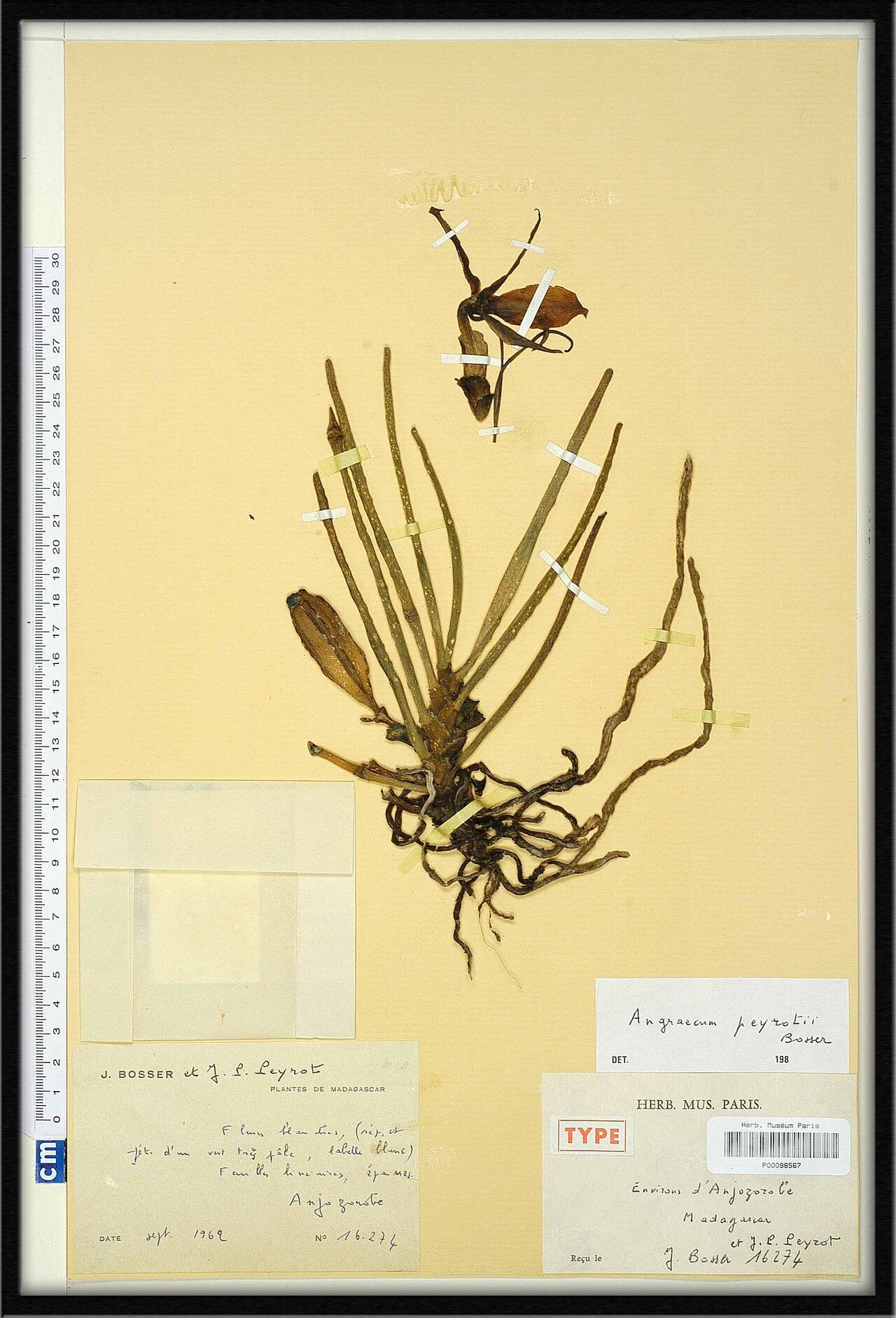 Angraecum peyrotii — houseplant care guide