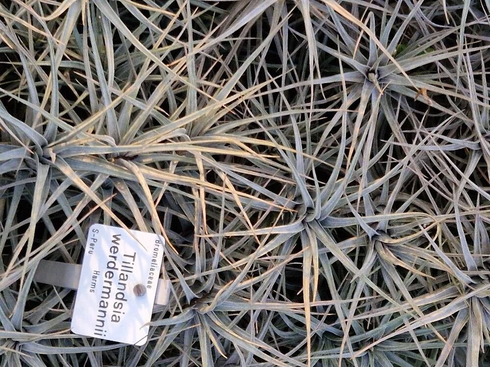 Tillandsia werdermannii other