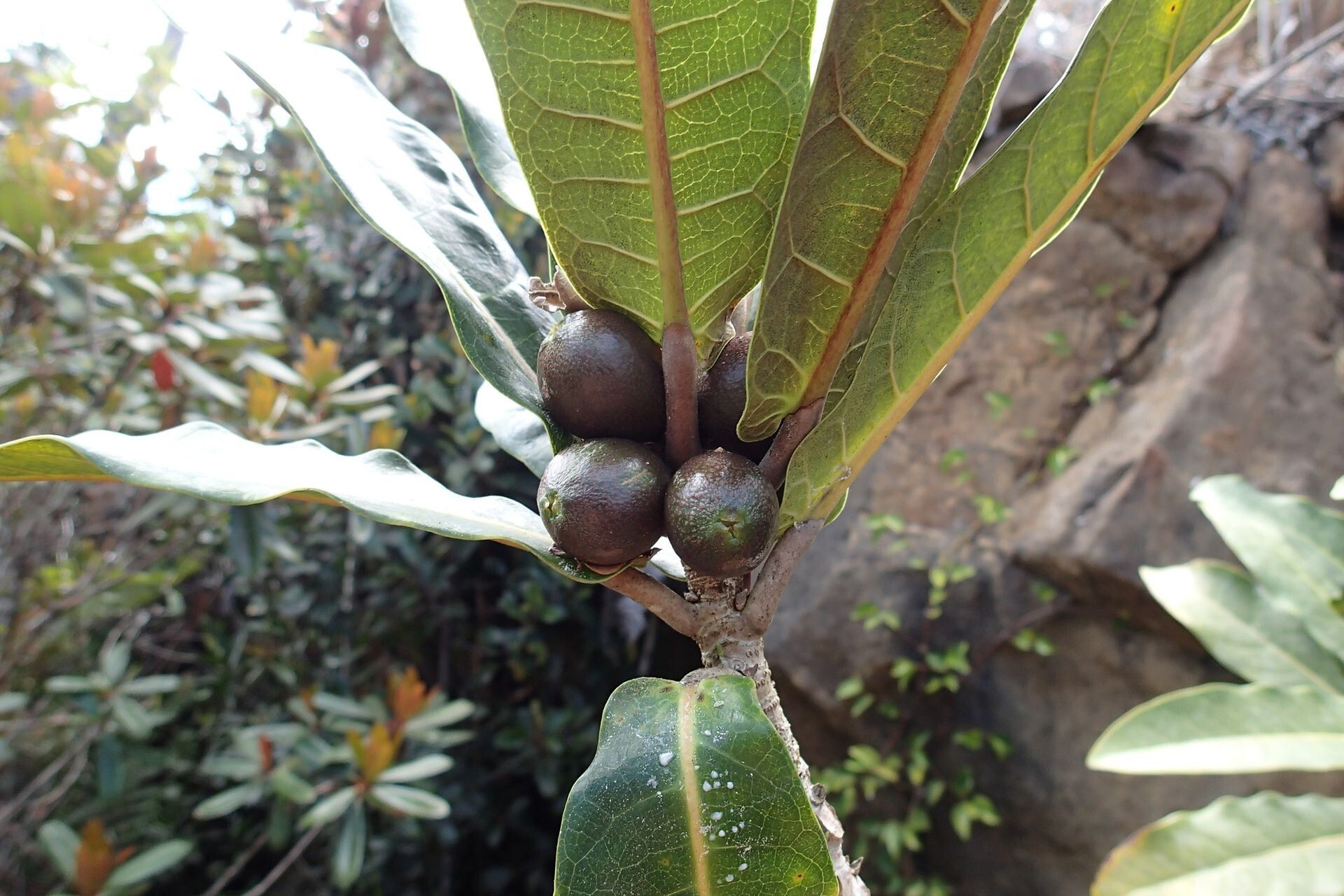 Ficus asperula fruit