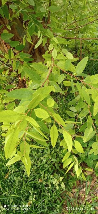 Eucalyptus obliqua leaf