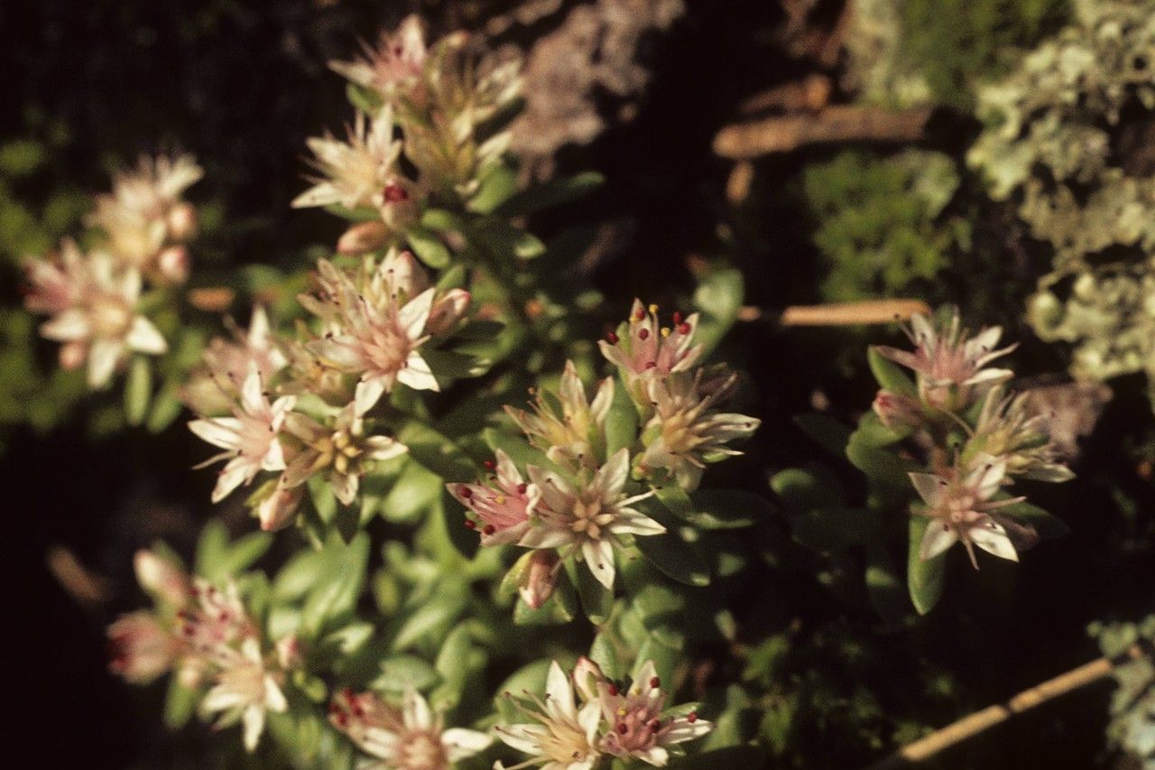 Sedum cockerellii habit