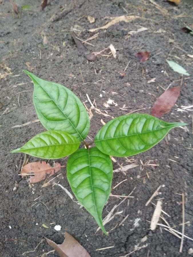 Swietenia mahogani leaf