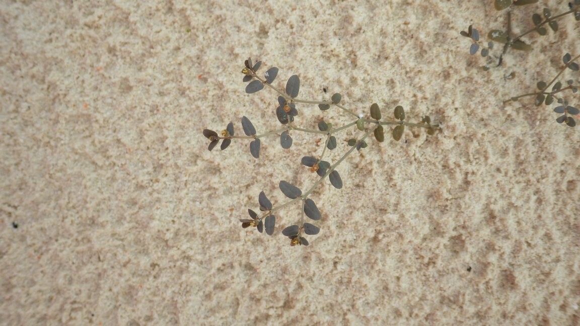 Euphorbia grandidieri — houseplant care guide