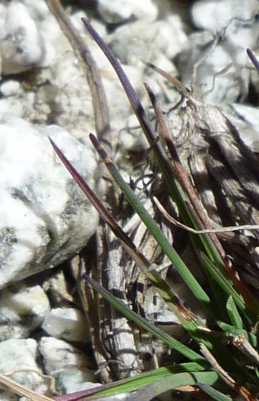 Agrostis tolucensis — houseplant care guide