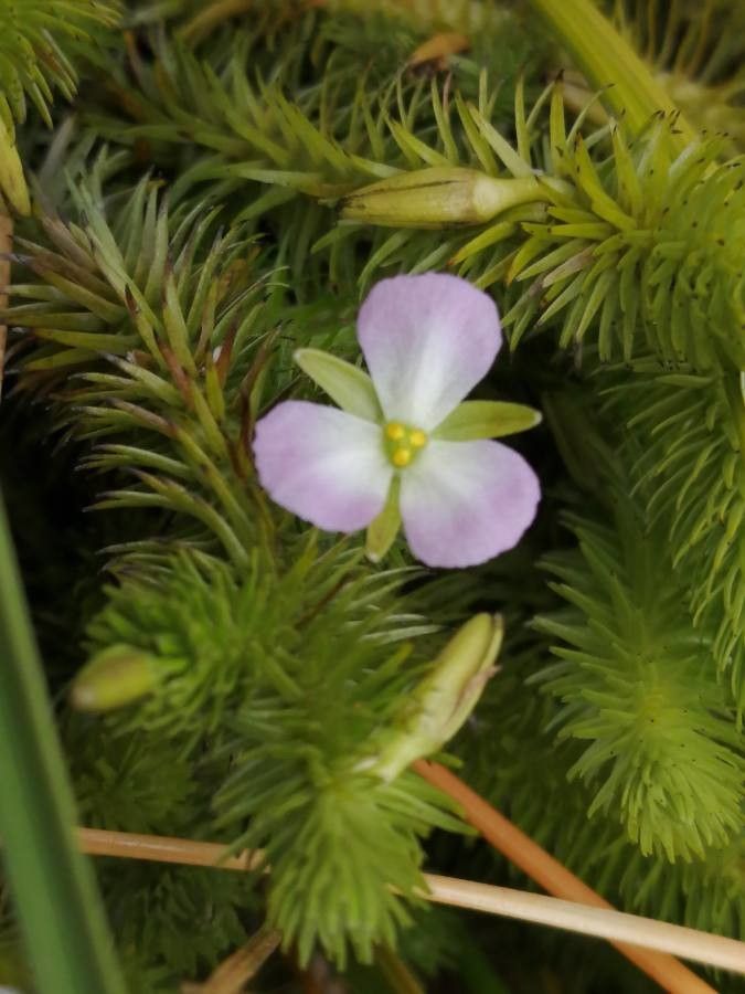 Mayaca fluviatilis flower