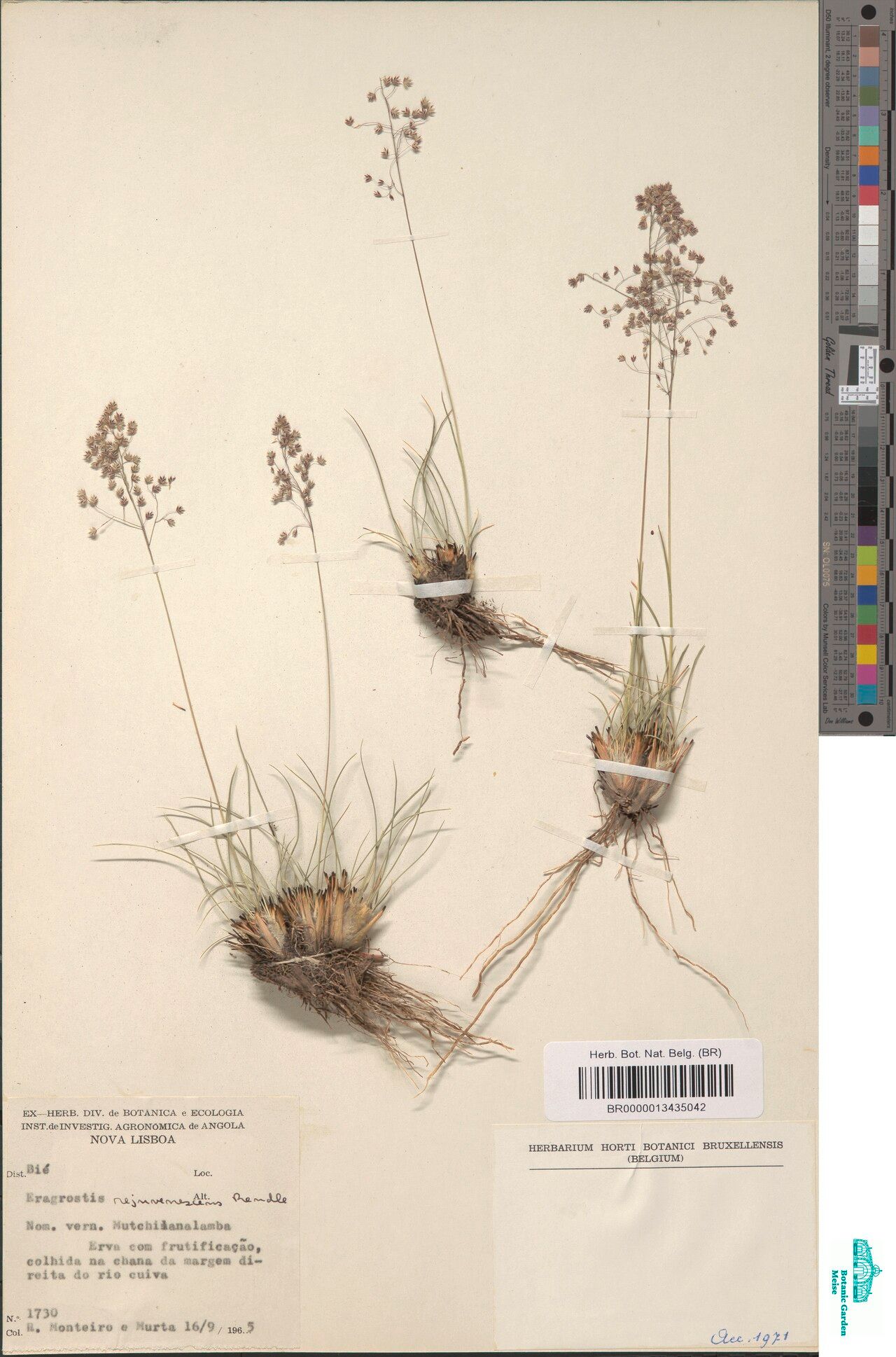 Eragrostis rejuvenescens — search result for 'Eragrostis'
