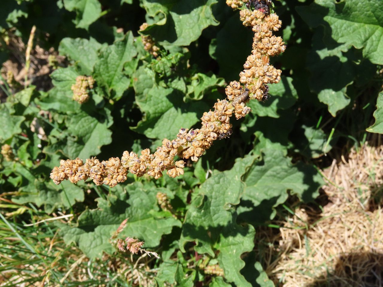 Blitum bonus-henricus fruit