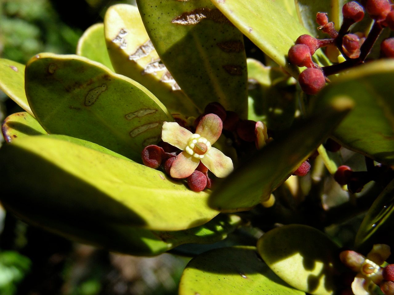 Zygogynum tanyostigma habit