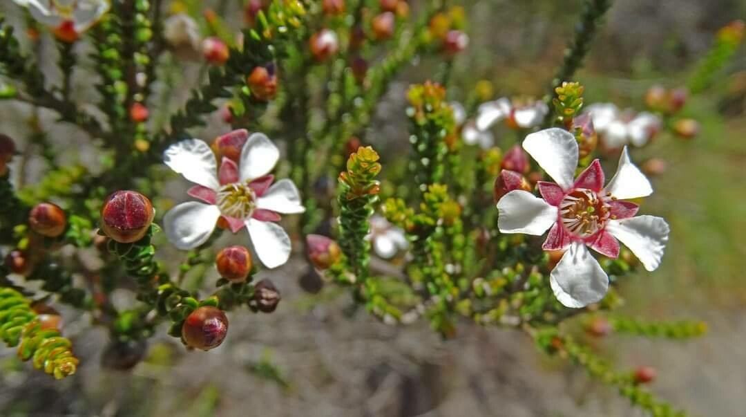 Baeckea brevifolia flower