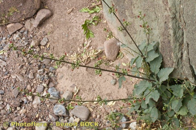 Scrophularia laevigata habit